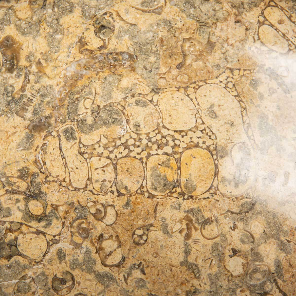 Portafrutta  con Sedimenti Fossili